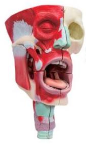 鼻、口、咽喉腔分解模型
